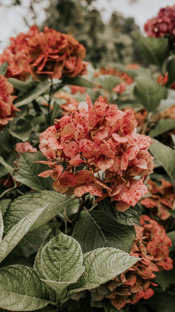 Beautiful pink hydrangeas bloom in a lush garden in Gijón, Spain.