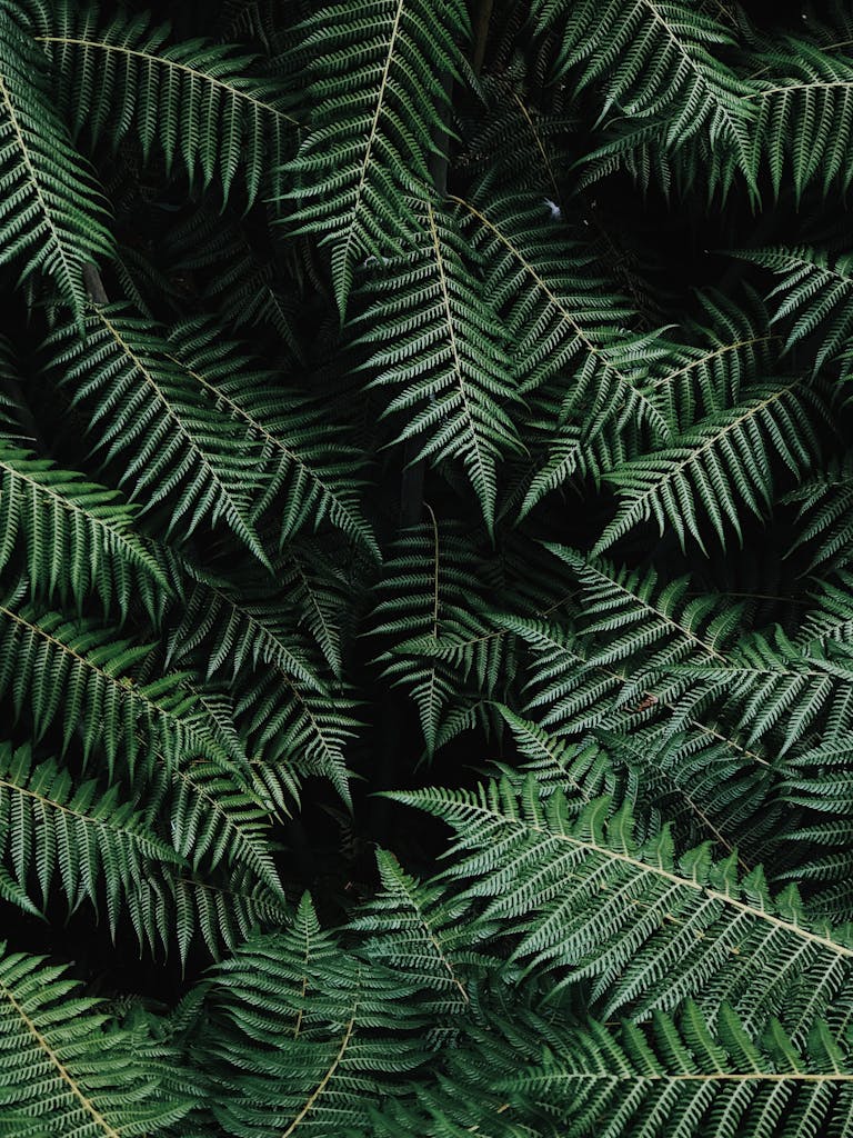 Close-up of lush green fern fronds displaying an intricate natural pattern, perfect for nature backgrounds.